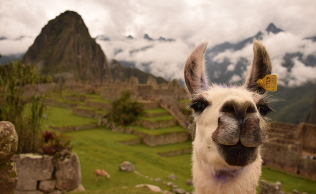 Ruínas antigas de Machu Picchu, um dos melhores destinos da América do Sul, cidade inca no alto dos Andes peruanos, com edifícios de pedra , lhama e montanhas imponentes ao fundo.